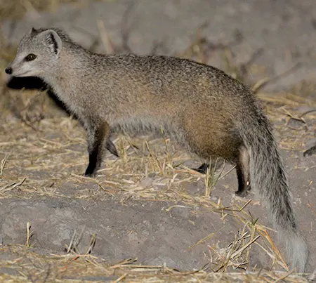 paracynictis selousi