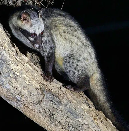 paradoxurus hermaphroditus