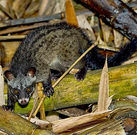 paradoxurus musangus