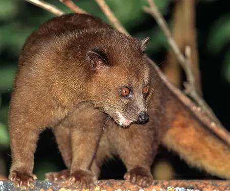 paradoxurus zeylonensis