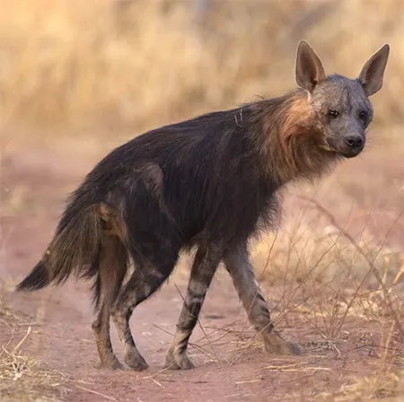 parahyaena brunnea