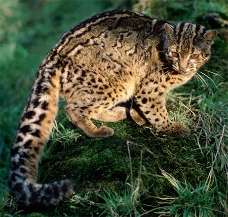pardofelis marmorata