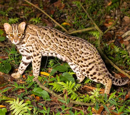 prionailurus bengalensis