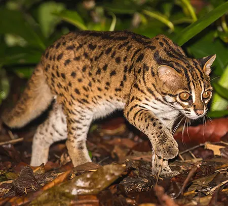 prionailurus javanensis