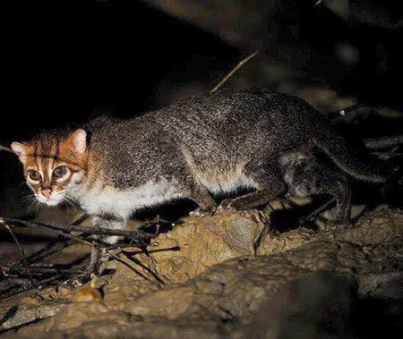 prionailurus planiceps