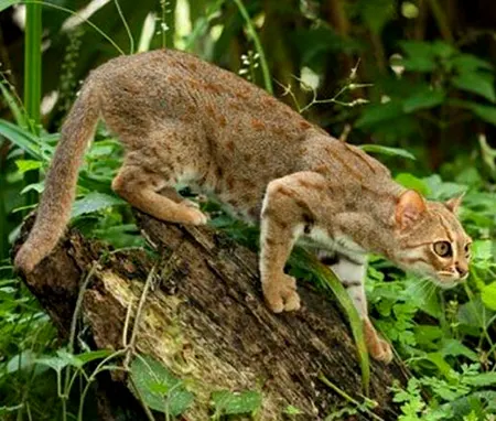 prionailurus rubiginosus