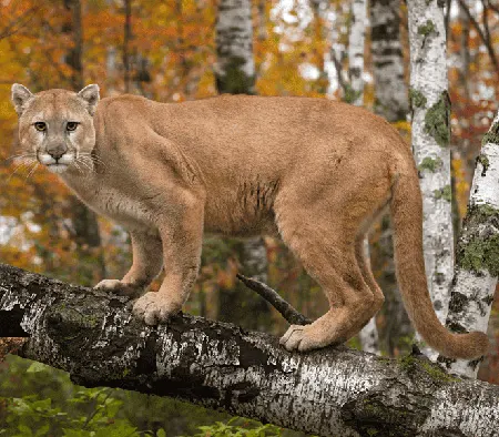 puma concolor