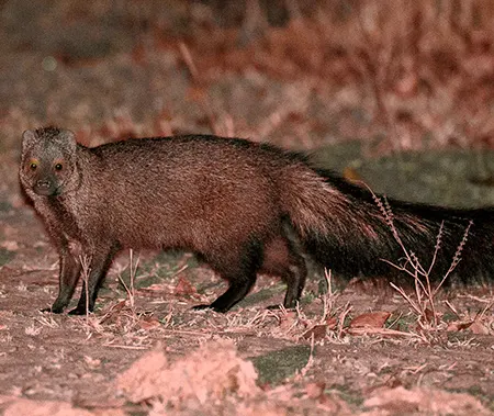 rhynchogale melleri