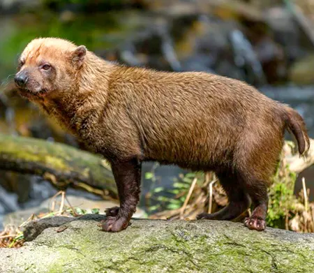 speothos venaticus