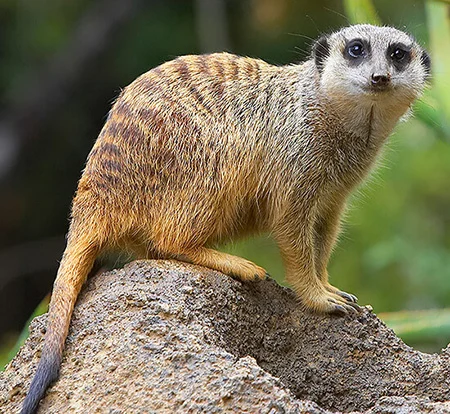 suricata suricatta