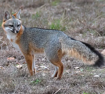 urocyon cinereoargenteus