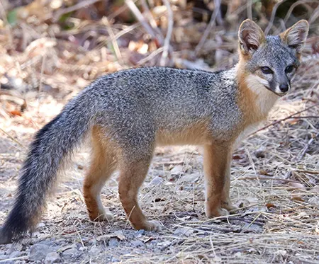 urocyon littoralis