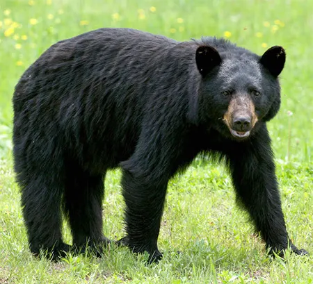 ursus americanus