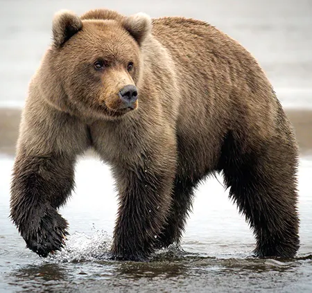 ursus arctos
