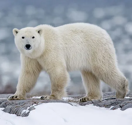 ursus maritimus