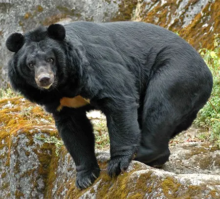 ursus thibetanus