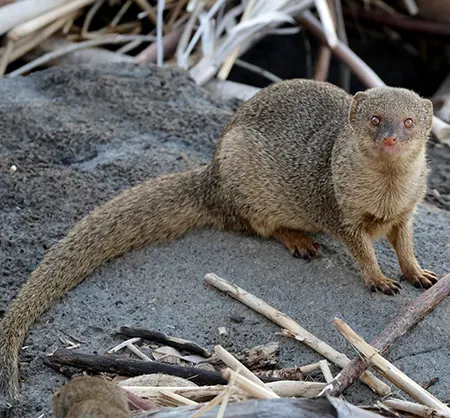 urva auropunctata
