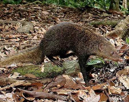 urva brachyura