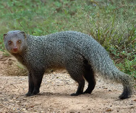 urva edwardsii