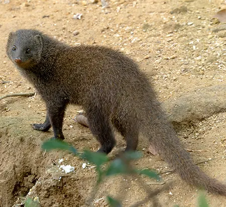 urva fusca