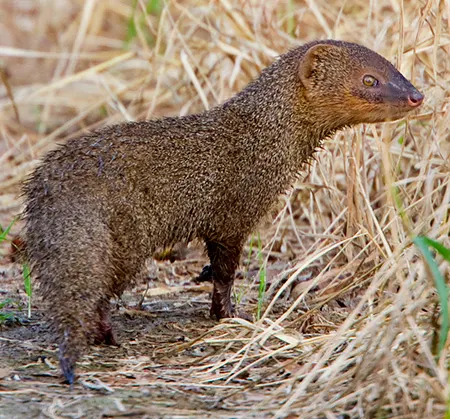 urva javanica