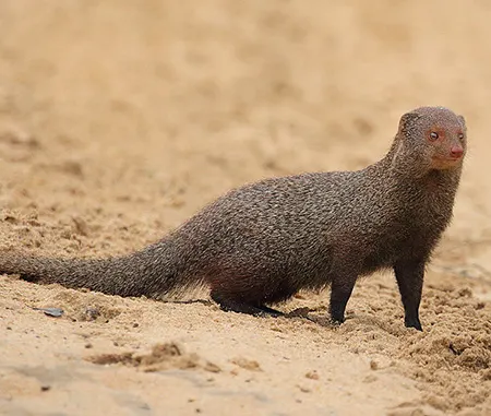urva smithii