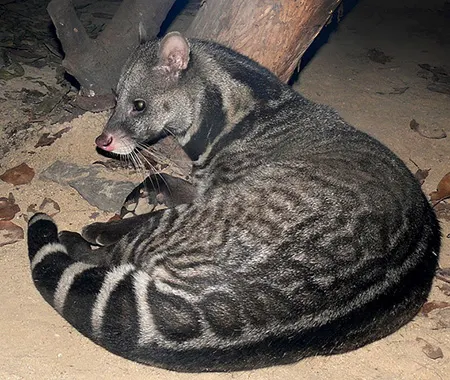 viverra megaspila