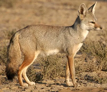 vulpes bengalensis