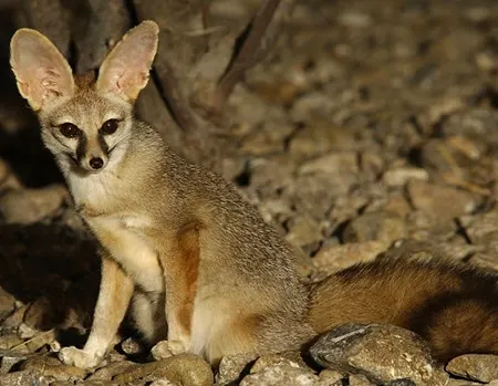 vulpes cana