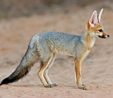 vulpes chama