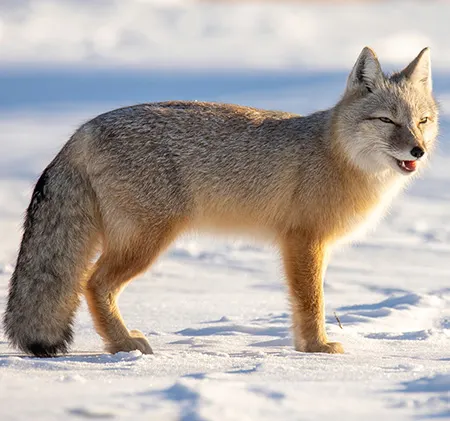 vulpes corsac