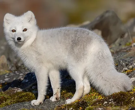 vulpes lagopus