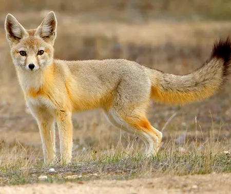 vulpes macrotis