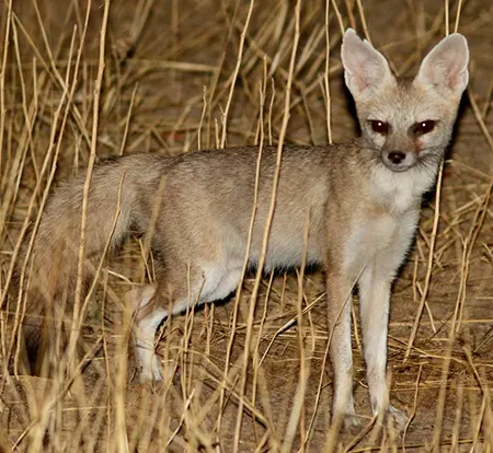 vulpes pallida