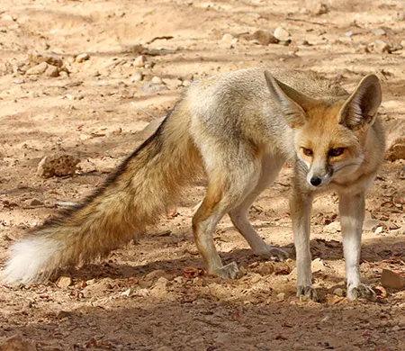 vulpes rueppellii