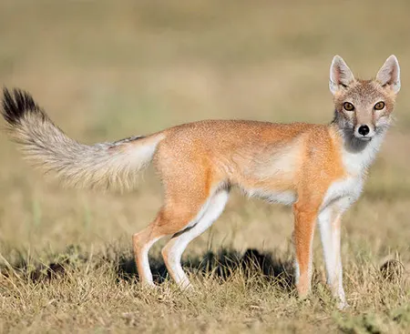 vulpes velox