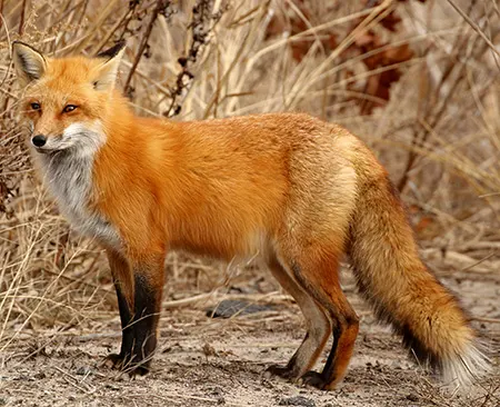 vulpes vulpes