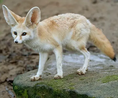 vulpes zerda