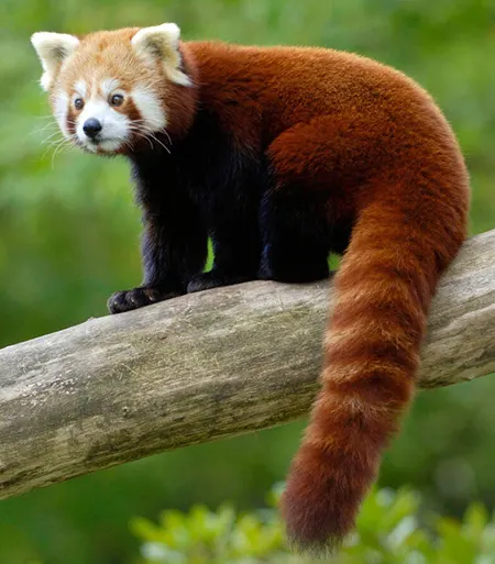 ailurus fulgens