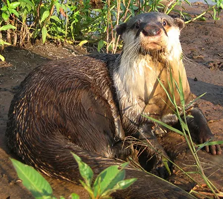 aonyx congicus
