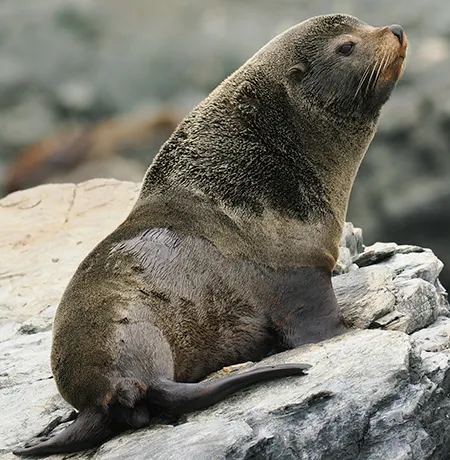 arctocephalus australis