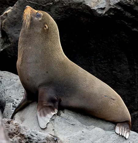 arctocephalus galapagoens