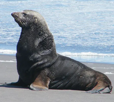 arctocephalus philippii