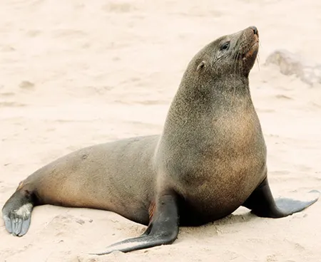 arctocephalus pusillus