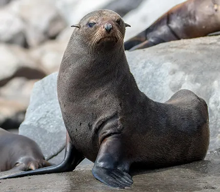 arctocephalus townsendi