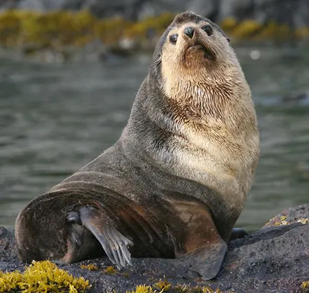 arctocephalus tropicalis