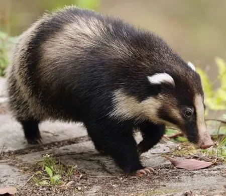 arctonyx albogularis