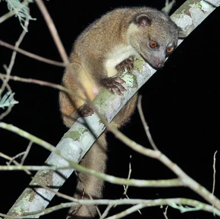 bassaricyon alleni