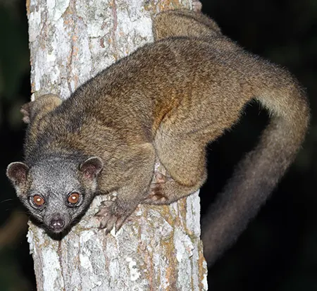 bassaricyon medius