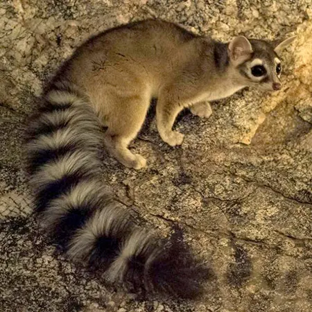 bassariscus astutus